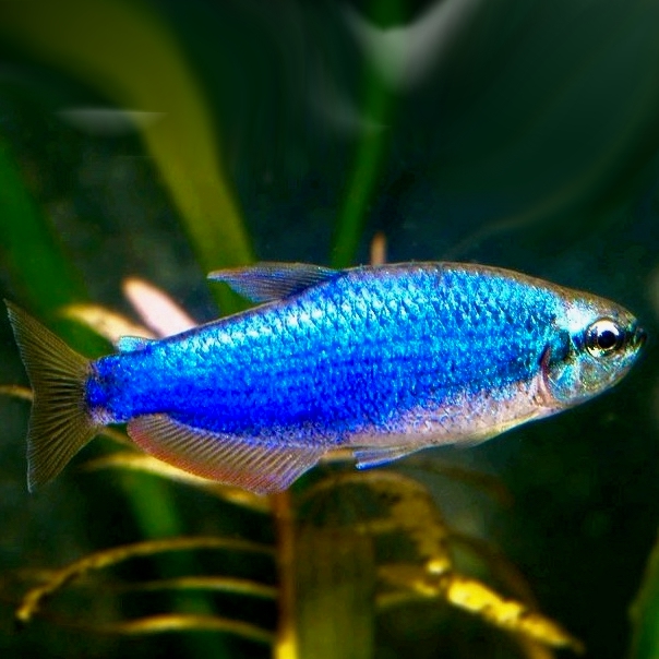Inpaichthys kerry sp. super blue M